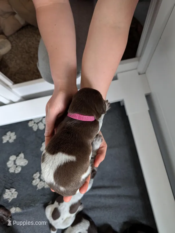 Pink – German Shorthaired Pointer puppy for sale in Jordan, MN