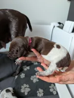 Pink, a female German Shorthaired Pointer for sale in Jordan, MN – Photo 4 of 4