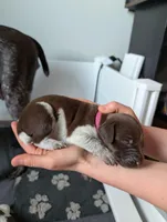 Pink, a female German Shorthaired Pointer for sale in Jordan, MN – Photo 3 of 4