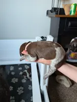 Light pink, a female German Shorthaired Pointer for sale in Jordan, MN – Photo 4 of 4