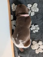 Light pink, a female German Shorthaired Pointer for sale in Jordan, MN – Photo 2 of 4