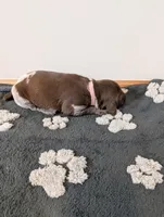 Light pink, a female German Shorthaired Pointer for sale in Jordan, MN – Photo 3 of 4