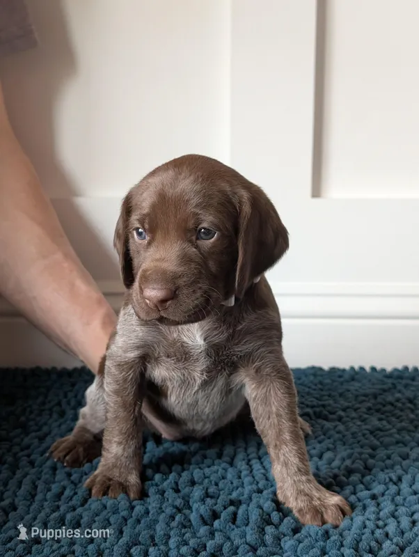 Light pink – German Shorthaired Pointer puppy for sale in Jordan, MN
