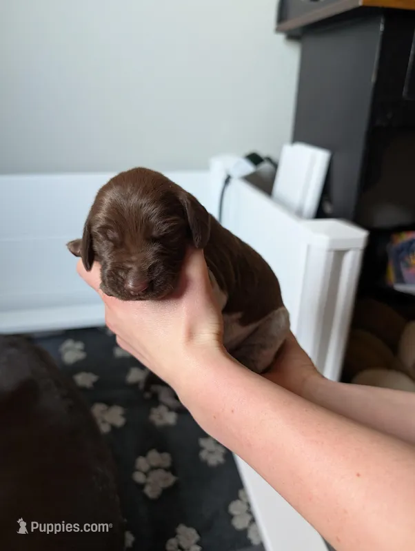 Light pink – German Shorthaired Pointer puppy for sale in Jordan, MN
