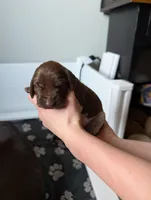 Light pink, a female German Shorthaired Pointer for sale in Jordan, MN – Photo 1 of 4