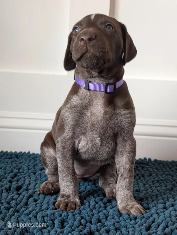 Our  – German Shorthaired Pointer puppy for sale in Jordan, MN