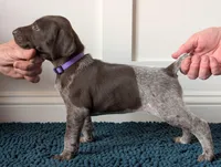 Our , a female German Shorthaired Pointer for sale in Jordan, MN – Photo 2 of 3