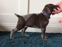 Our , a female German Shorthaired Pointer for sale in Jordan, MN – Photo 3 of 3