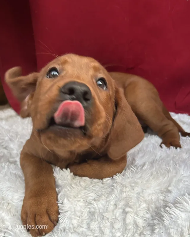 Rose – Labrador Retriever puppy for sale in Vancouver, WA