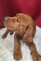 Rose, a female Labrador Retriever for sale in Vancouver, WA – 4 of 5
