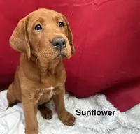 Sunflower , a female Labrador Retriever for sale in Vancouver, WA – 3 of 4