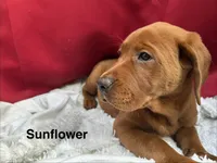 Sunflower , a female Labrador Retriever for sale in Vancouver, WA – 2 of 4