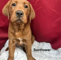 Sunflower , a female Labrador Retriever for sale in Vancouver, WA – 4 of 4