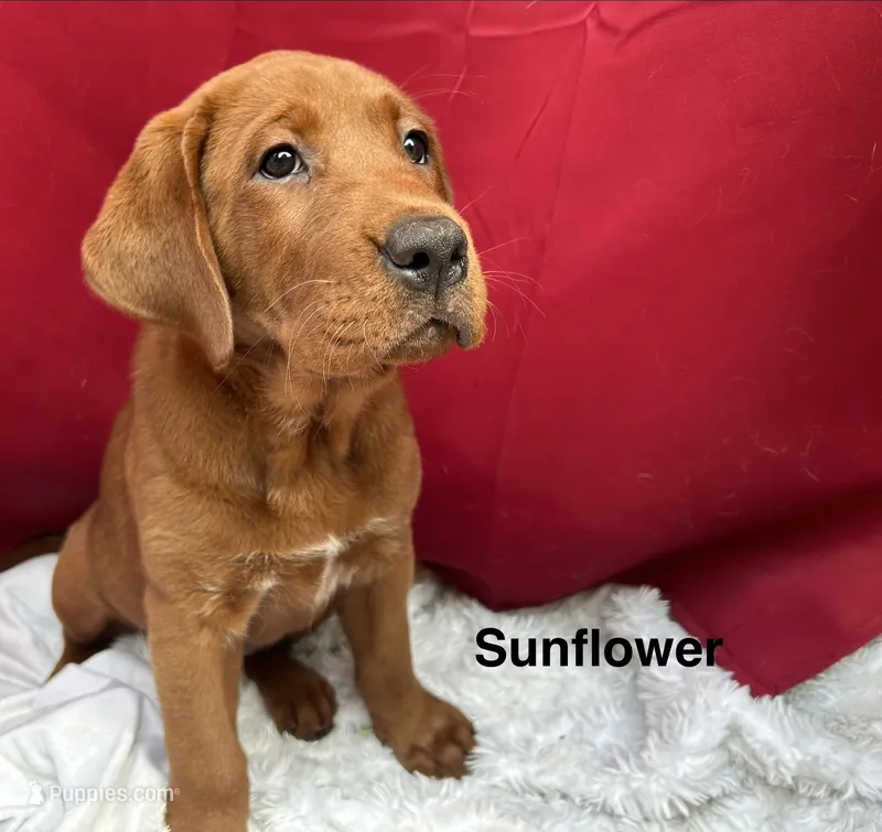 Sunflower  – Labrador Retriever puppy for sale in Vancouver, WA