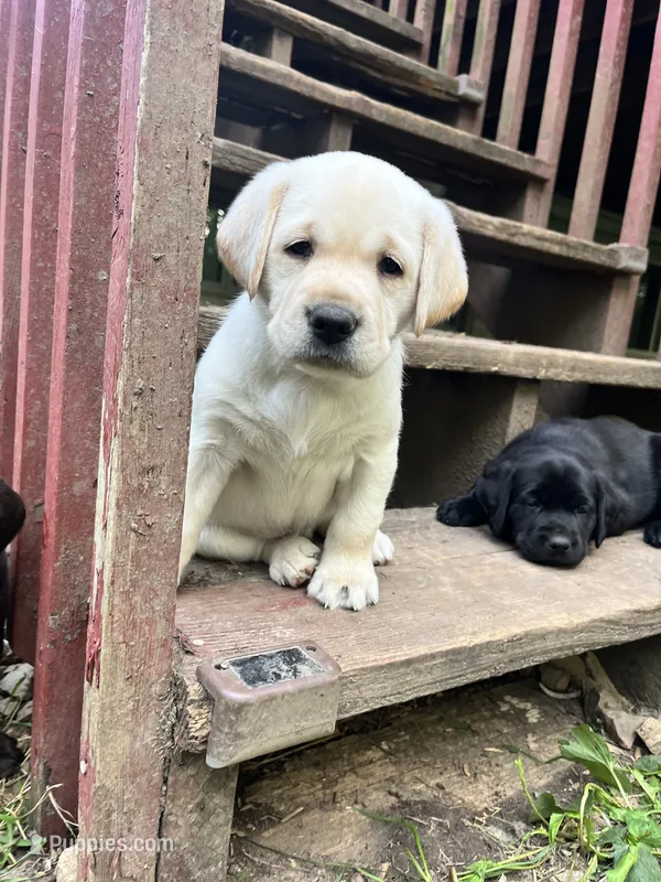 Dolly AKC – Labrador Retriever puppy for sale in Saint Paul, MN