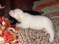 Buddy AKC, a male Labrador Retriever for sale in Saint Paul, MN – 6 of 10