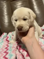 Buddy AKC, a male Labrador Retriever for sale in Saint Paul, MN – 3 of 10