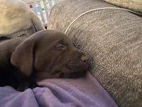 Bruno AKC, a male Labrador Retriever for sale in Saint Paul, MN – 9 of 9