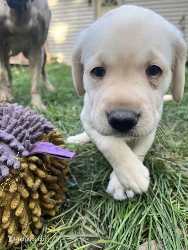 Rae AKC – Labrador Retriever puppy for sale in Saint Paul, MN