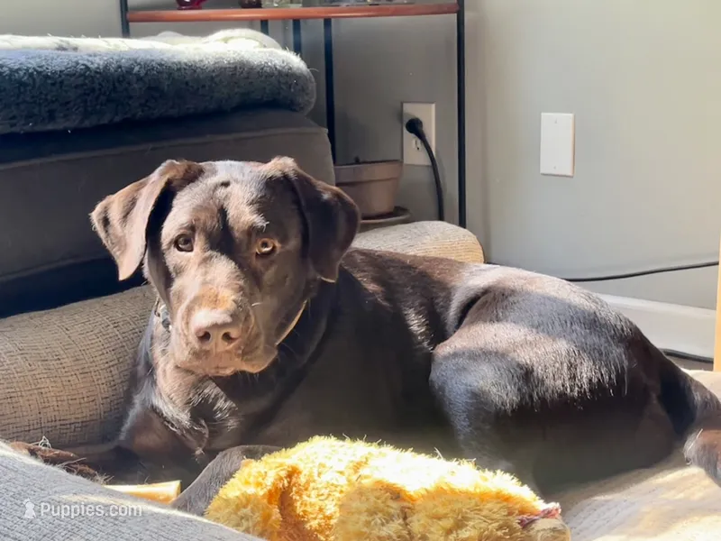 Riley AKC  – Labrador Retriever puppy for sale in Saint Paul, MN