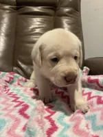 Buddy AKC, a male Labrador Retriever for sale in Saint Paul, MN – 9 of 10