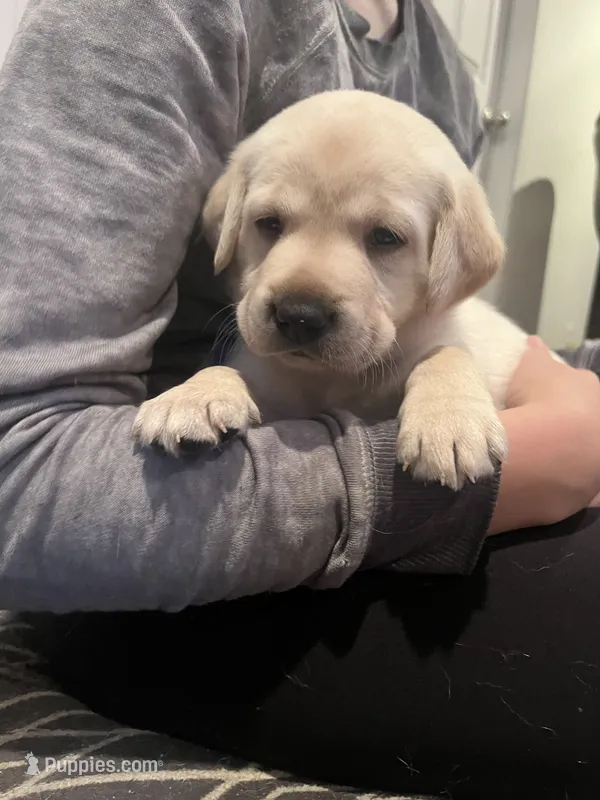 Rae – Labrador Retriever puppy for sale in Saint Paul, MN