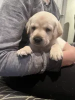 Rae AKC, a female Labrador Retriever for sale in Saint Paul, MN – 2 of 8