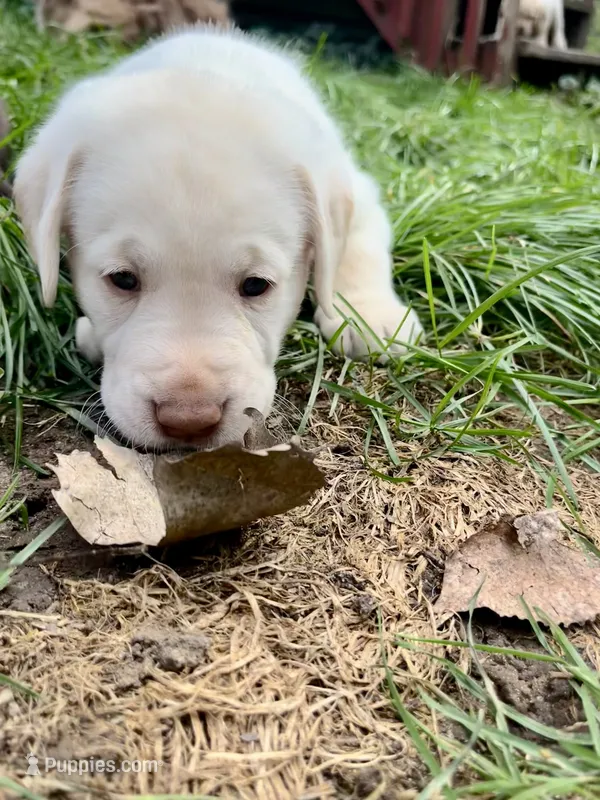 Buddy AKC – Labrador Retriever puppy for sale in Saint Paul, MN