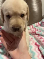 Tina AKC, a female Labrador Retriever for sale in Saint Paul, MN – 9 of 9
