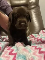 Bruno AKC, a male Labrador Retriever for sale in Saint Paul, MN – 8 of 9