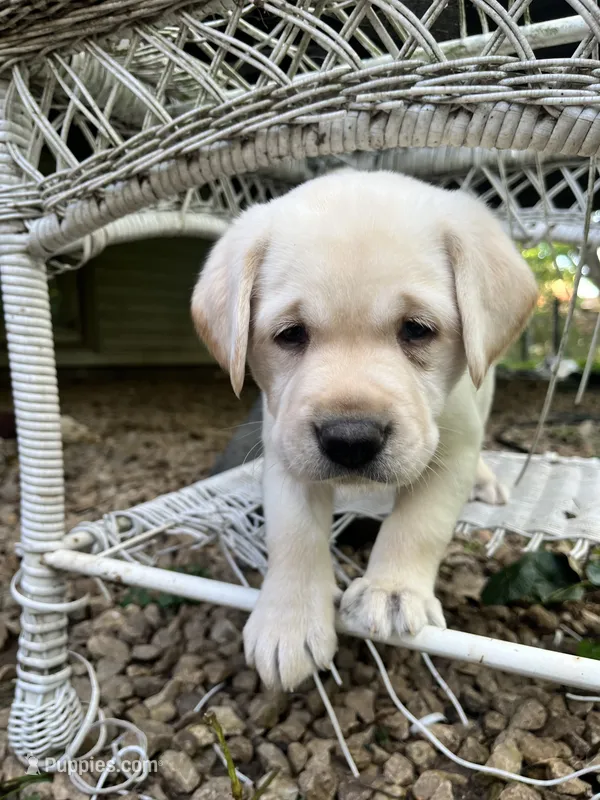 Dolly AKC – Labrador Retriever puppy for sale in Saint Paul, MN