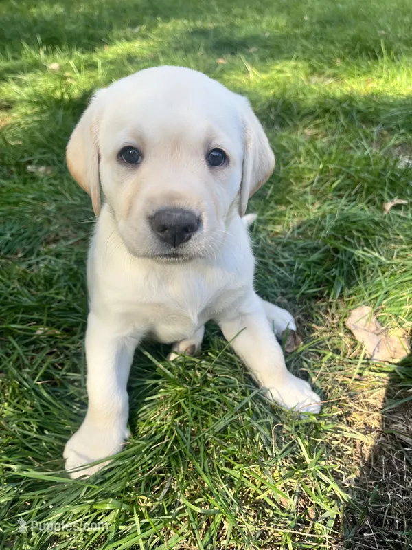 Dolly AKC – Labrador Retriever puppy for sale in Saint Paul, MN