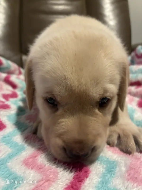 Bowie – Labrador Retriever puppy for sale in Saint Paul, MN