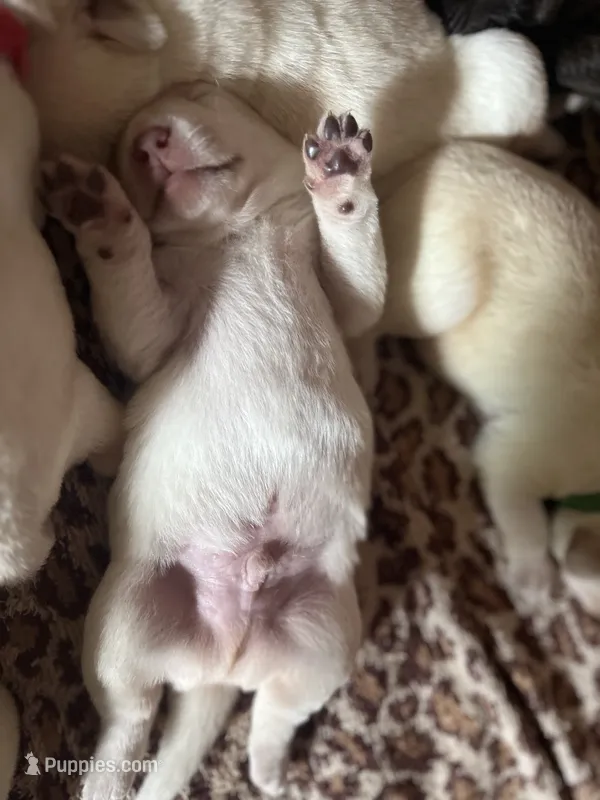 Buddy – Labrador Retriever puppy for sale in Saint Paul, MN