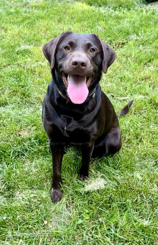 Riley AKC  – Labrador Retriever puppy for sale in Saint Paul, MN