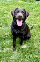 Riley AKC , a female Labrador Retriever for sale in Saint Paul, MN – 1 of 10
