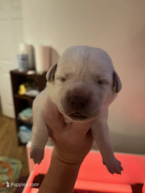 Rae – Labrador Retriever puppy for sale in Saint Paul, MN