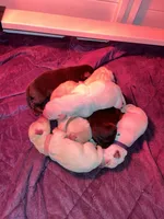Jessamy’s pups, a female Labrador Retriever for sale in Saint Paul, MN – 2 of 2