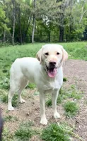 Sunny, a female Labrador Retriever for sale in Saint Paul, MN – 1 of 2