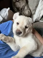 Tina AKC, a female Labrador Retriever for sale in Saint Paul, MN – 2 of 9