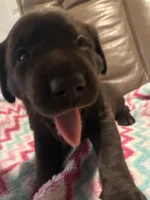 Demi AKC, a female Labrador Retriever for sale in Saint Paul, MN – 2 of 9