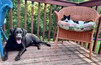Riley AKC , a female Labrador Retriever for sale in Saint Paul, MN – 10 of 10