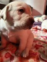 Bowie AKC, a male Labrador Retriever for sale in Saint Paul, MN – 4 of 7