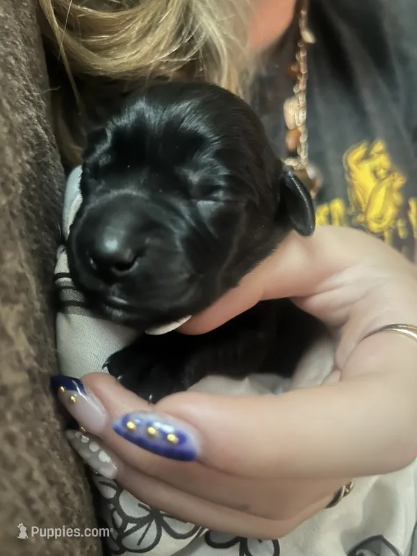 MJ – Labrador Retriever puppy for sale in Saint Paul, MN