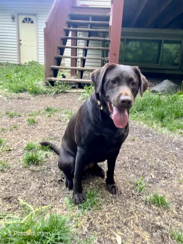 Riley – Labrador Retriever puppy for sale in Saint Paul, MN