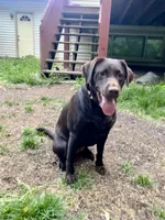 Riley, a female Labrador Retriever for sale in Saint Paul, MN – 1 of 3