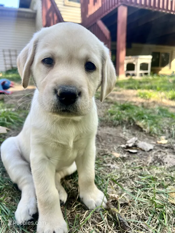 Rae AKC – Labrador Retriever puppy for sale in Saint Paul, MN