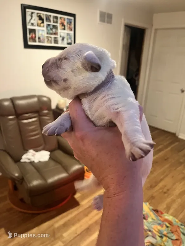 Dolly – Labrador Retriever puppy for sale in Saint Paul, MN