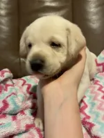 Dolly AKC, a female Labrador Retriever for sale in Saint Paul, MN – 3 of 7