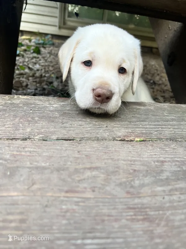 Buddy AKC – Labrador Retriever puppy for sale in Saint Paul, MN